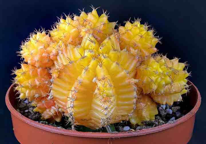 Cactus Care Guide: Watering, Sunlight, Soil and More
