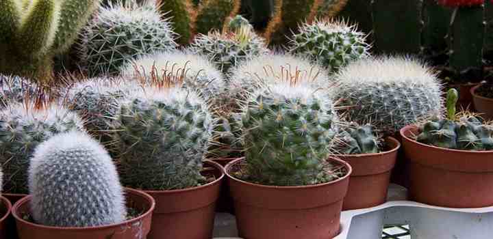 How Often To Water Cactus Plants Ultimate Cactus Watering Guide