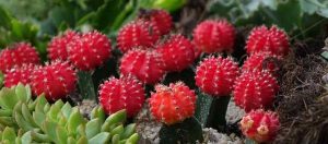 How Often to Water Cactus Plants: Ultimate Cactus Watering Guide
