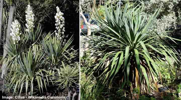 Yucca gloriosa tristis