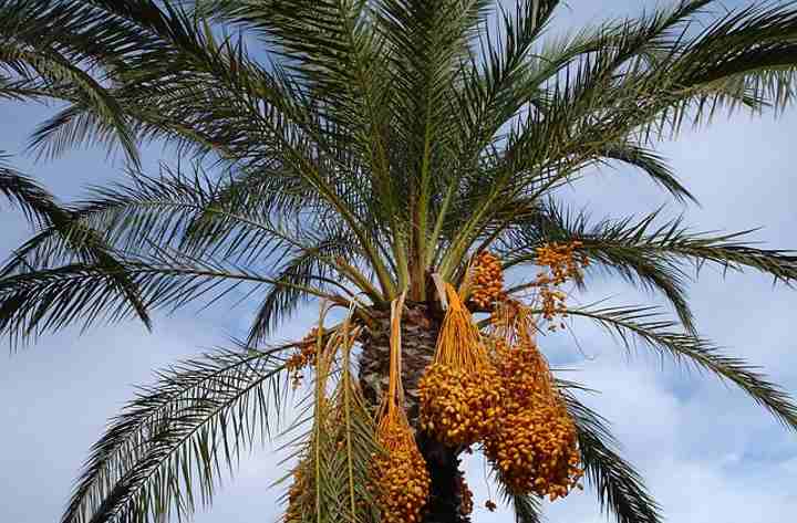 Date Palm Tree (Phoenix dactylifera)