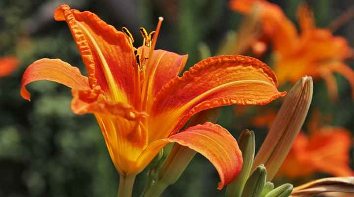 daylily (Hemerocallis)