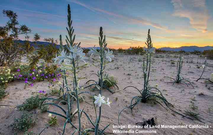 Hesperocallis