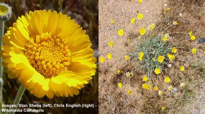 desert plants with their names