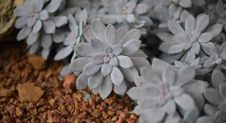 Graptopetalum paraguayense