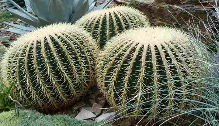 golden barrel cactus Echinocactus grusonii