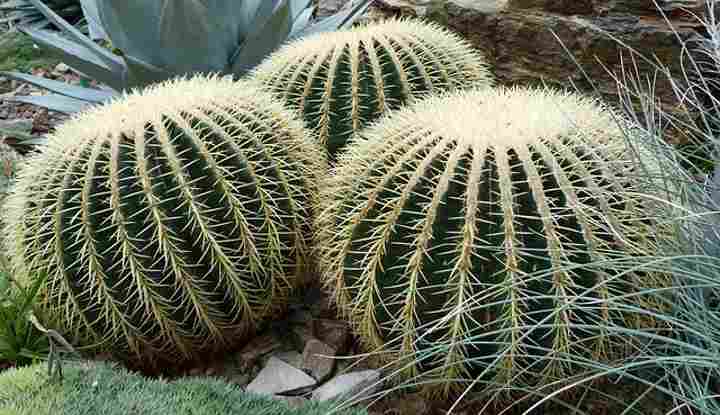 Echinocactus grusonii