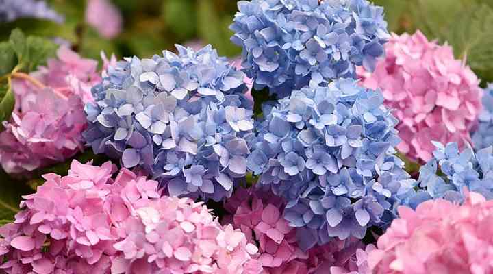 22 Plants That Bloom All Summer Long Perennials And Annuals