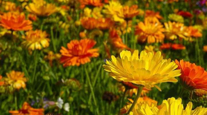 tagetes