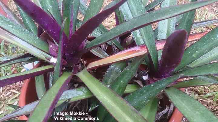 moses-in-cradle Plant