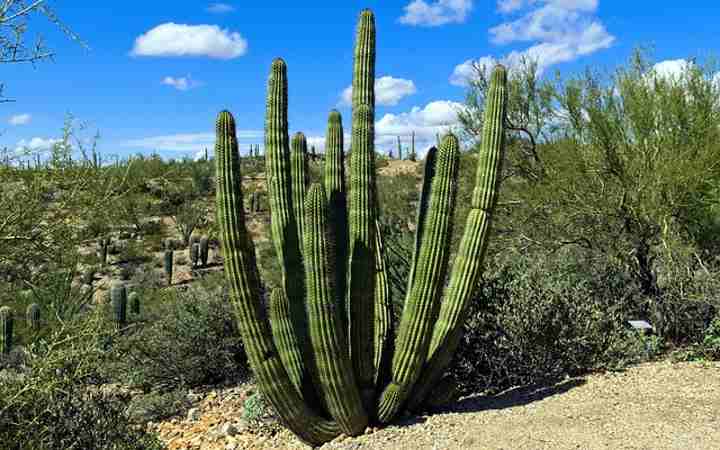 indian desert plants with names