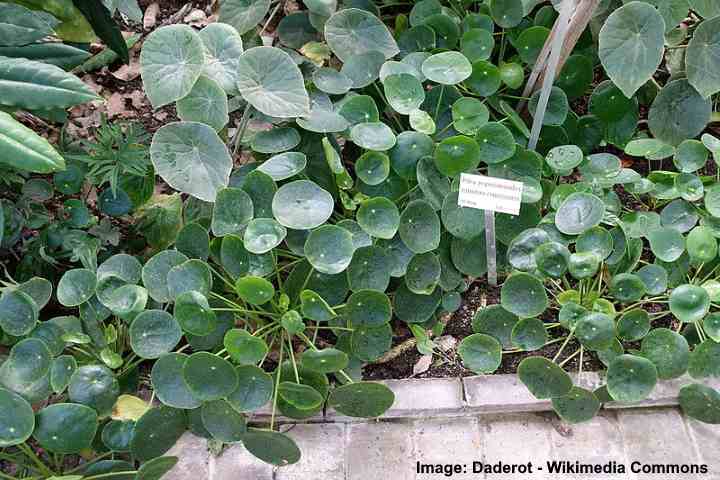 Chinese Money Plant Care How To Grow Pilea Peperomioides