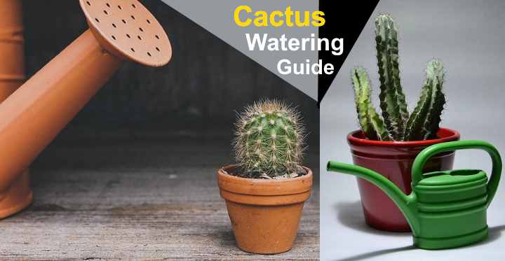 how-often-to-water-cactus-plants-ultimate-cactus-watering-guide