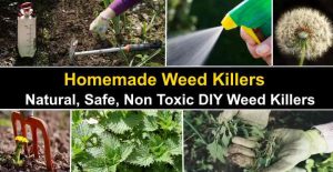 13 Homemade Weed Killers: Natural, Safe, Non Toxic Weed Killers