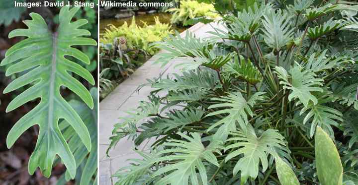 philodendron xanadu toxic to cats