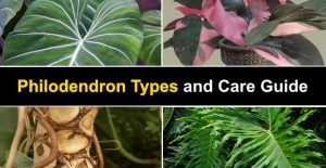 14 Philodendron Types with Pictures and Care Guide