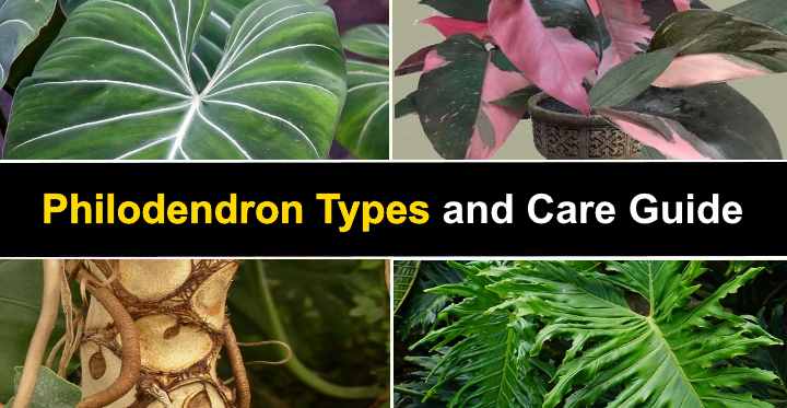 14 Philodendron Types with Pictures Guide