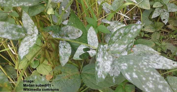 killing white mold on seedlings soil