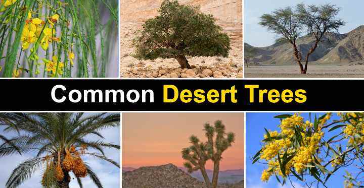 common names of trees