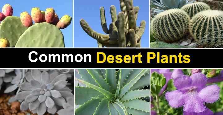 25 Desert Plants With Pictures And Names