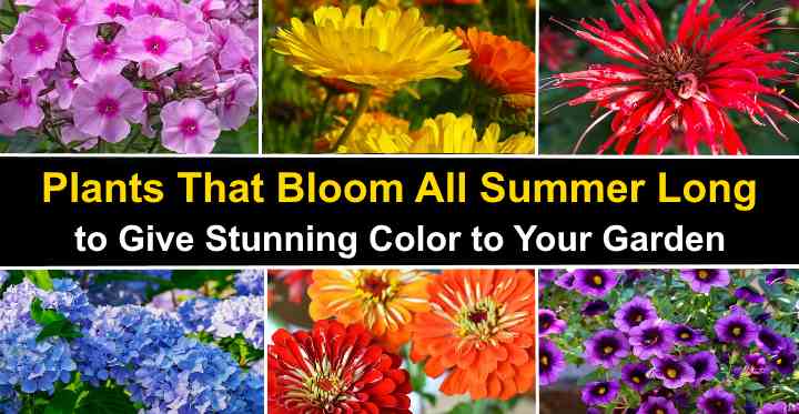 Summer blooming store