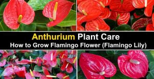 flamingo lily brown leaves