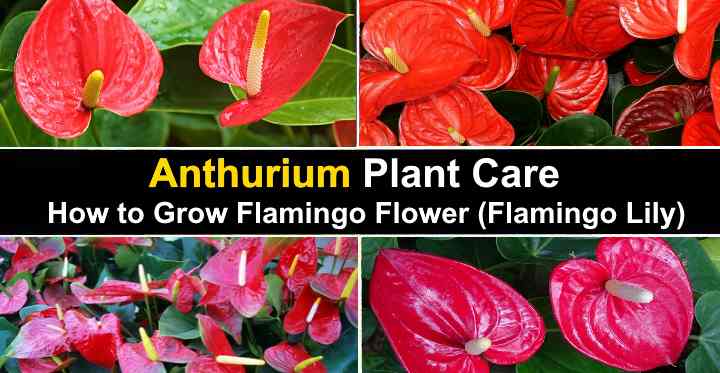 potted flamingo lily care instructions