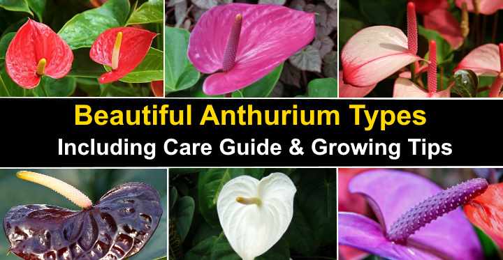 14 Anthurium Types (Including a Care Guide and Pictures)