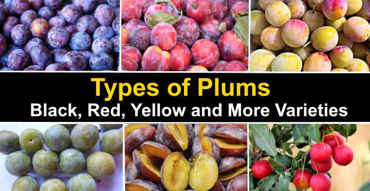 httpstypes of plums