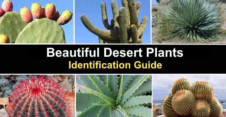 47 Desert Plants (With Pictures and Names) - Identification Guide