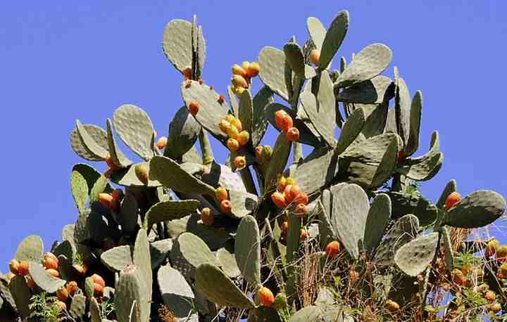 indian desert plants with names