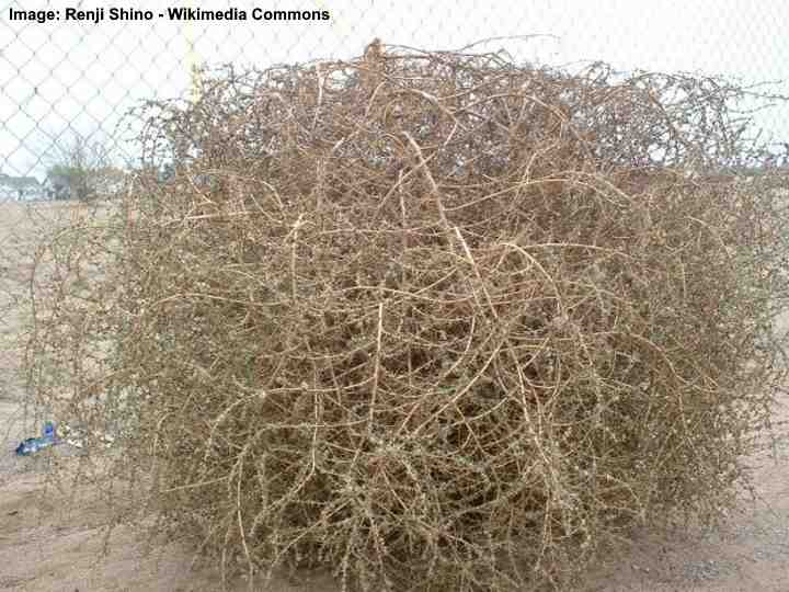 tumbleweed