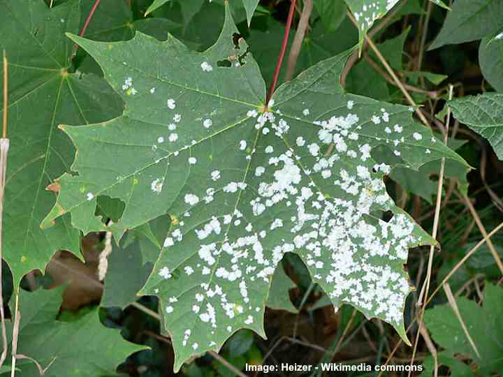 How To Get Rid Of White Mold On Plants Ultimate Guide With Pictures