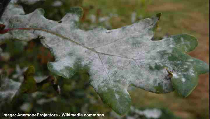 white mildew on oak leaves