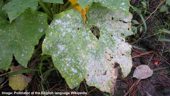 How To Get Rid Of White Mold On Plants Ultimate Guide With Pictures