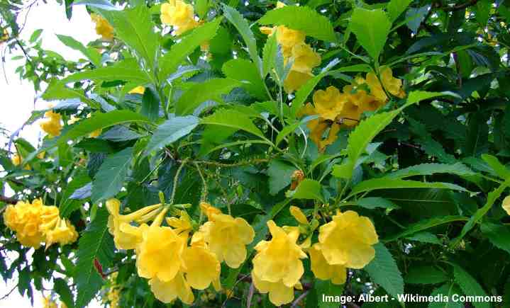 Yellow bells (Tecoma stans)