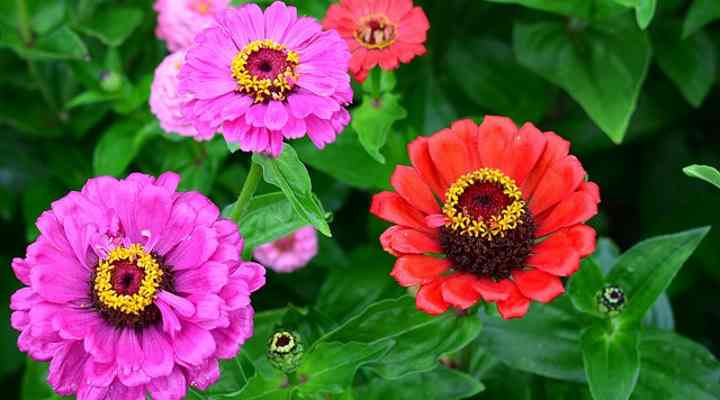 22 Plants That Bloom All Summer Long (Perennials and Annual Plants) With Pictures