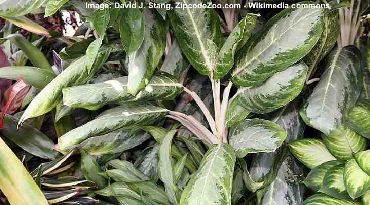 Aglaonema Care How To Grow Chinese Evergreen,What Is A Caper In Food
