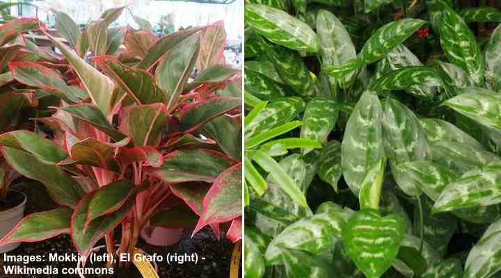 Aglaonema Care: How to Grow Chinese Evergreen