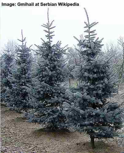 Colorado Spruce 'koster'