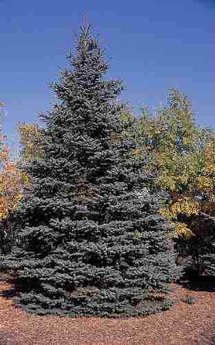 Colorado blue Spruce 