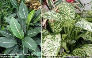 Dieffenbachia Plant (Leopard Lily) Care - Growing Dumb Cane Plant