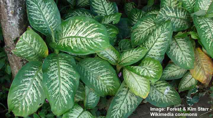 Dieffenbachia Plant Leopard Lily Care Growing Dumb Cane Plant