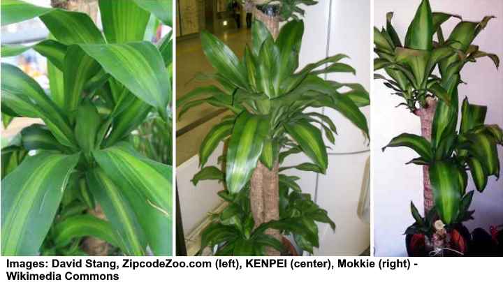Dracaena Fragrans Corn Plant Care And Growing Guide