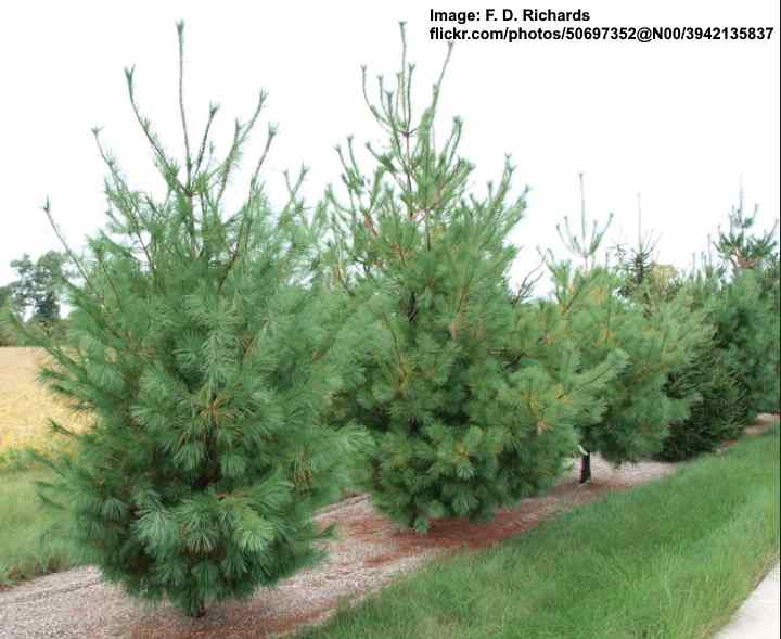 Bílá borovice východní (Pinus strobus)