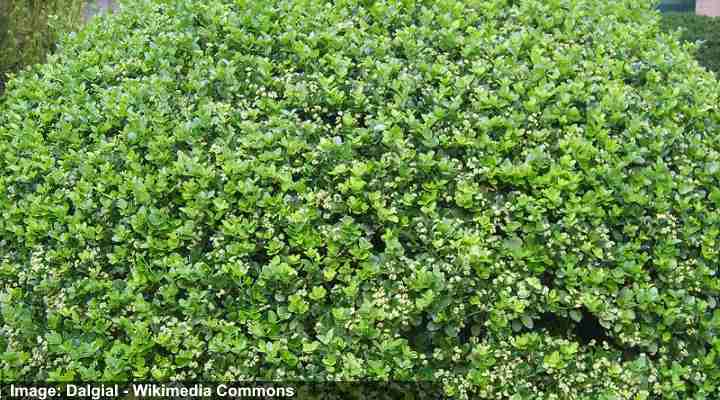 Japanese Euonymus privacy screen