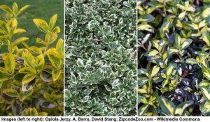 90 Small or Dwarf Evergreen Shrubs (With Pictures and Names)