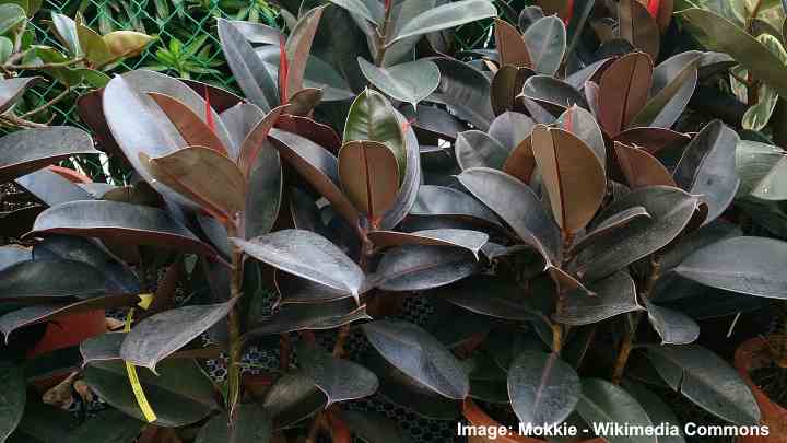 ficus elastica flower