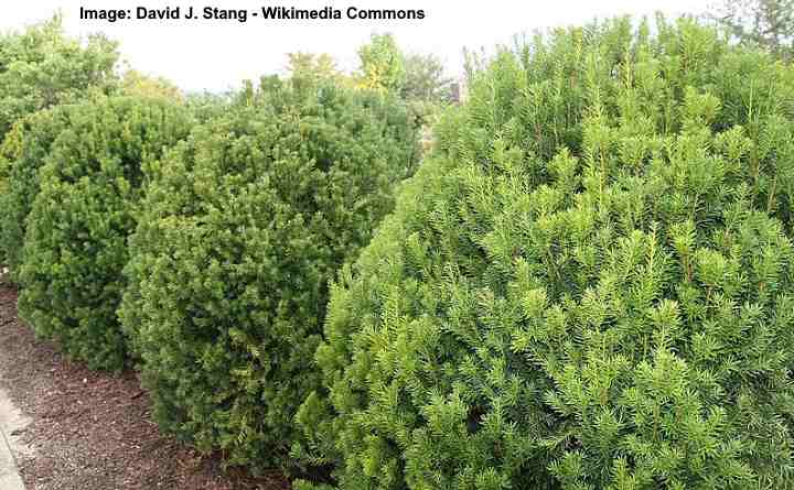 Taxus x media 'Hicksii'