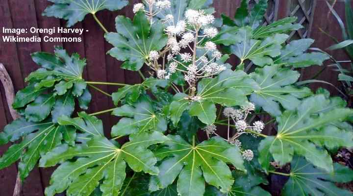 Japanese Aralia (Fatsia japonica)